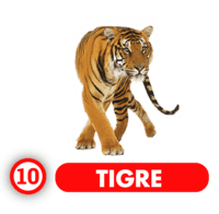 TIGRE