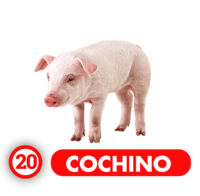 COCHINO
