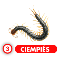 CIEMPIÉS