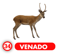 VENADO