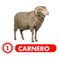 CARNERO