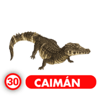 CAIMÁN