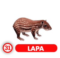 LAPA