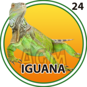 Granja Millonaria - Animalitos — 24 Iguana