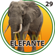 29 ELEFANTE