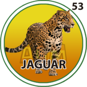 53 JAGUAR