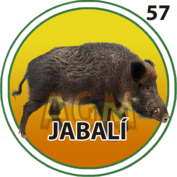57 JABALI