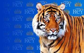 TIGRE
