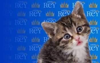 Lottorey resultado del sorteo