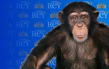 Lottorey resultado del sorteo