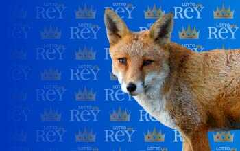 Lottorey resultado del sorteo