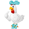 21 - GALLO